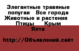 Элегантные травяные попугаи - Все города Животные и растения » Птицы   . Крым,Ялта